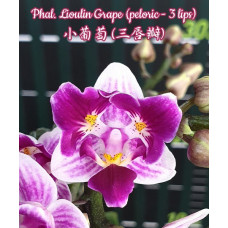 Phal. Lioulin Grape peloric