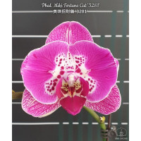 Phal. Miki Fortune Cat 3281 бабочка Phal. Miki Fortune Cat 3281 бабочка
