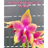 Phal. Princess Kaiulani метелик