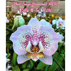Phal. Sogo Diamond HLW 1,7 бабочка