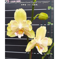 Phal. Younghome Green Dancer 390 бабулетка