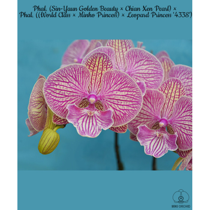 Фаленопсис (Sin-Yaun Golden Beauty × Chian Xen Pearl) × Phal. ((World Class × Minho Princess) × Leopard Princess 4338) big lip