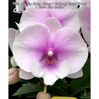 Phal. (Yu Pin Easter Island × Fushengs Bridal Dress) × Taida New Luchia big lip