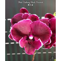 Phal. Fusheng Black Peacock big lip