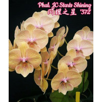 Phal. JC Stars Shining 372 big lip 1,7