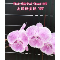 Phal. Miki Pink Planet 173 big lip