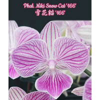 Phal. Miki Snow Cat 166 big lip