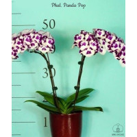 Phal. Panda Pop big lip