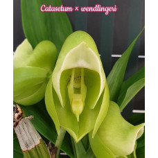 Catasetum x Wendlingeri