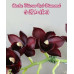 Катасетум (Taiwan Red Diamond)