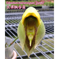 Ctsm. Macrocarpum Jumbo