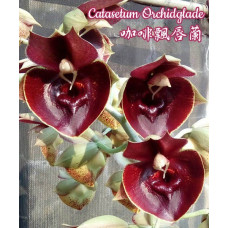 Ctsm. Orchidglade