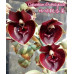 Катасетум (Orchidglade)