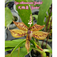 Cyc. Villenaorum Jumbo
