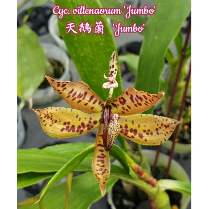 Катасетум (Villenaorum Jumbo)