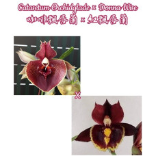 Ctsm. Orchidglade × Donna Wise