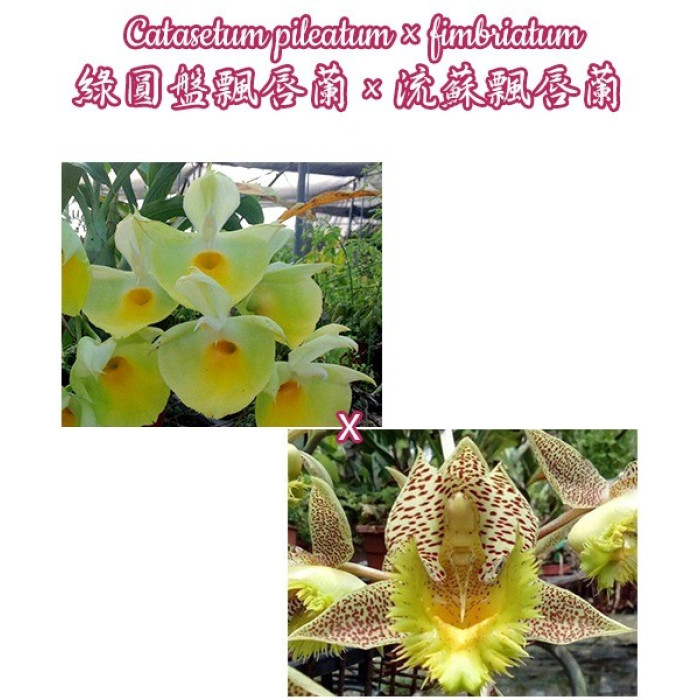 Катасетум (Pileatum × Fimbriatum)