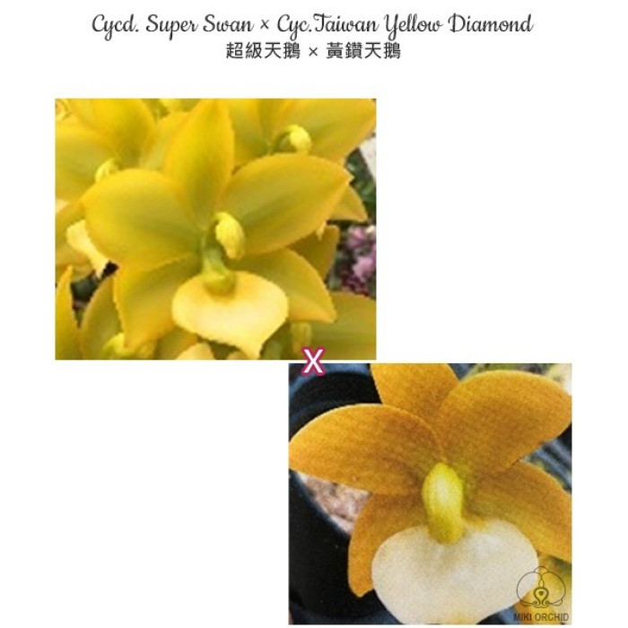 Катасетум (Super Swan × Taiwan Yellow Diamond)