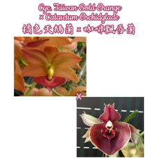 Cyc. Taiwan Gold Orange × Ctsm. Orchidglade