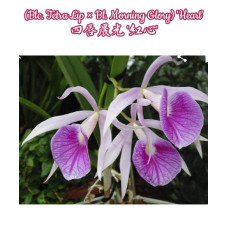 (Blc. Tetra Lip × Bl. Morning Glory) Heart