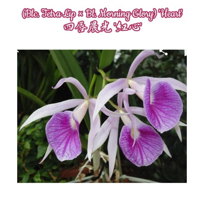 (Blc. Tetra Lip × Bl. Morning Glory) Heart
