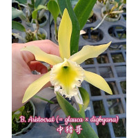 B. Aristocrat