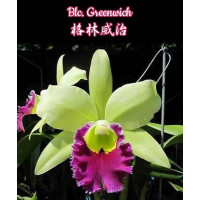 Blc. Greenwich