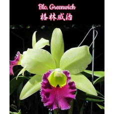 Blc. Greenwich