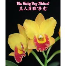 Blc. Husky Boy Michael
