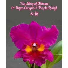 Blc. King of Taiwan