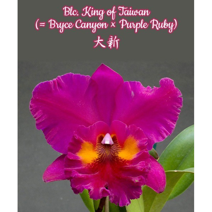 Каттлея (King of Taiwan)