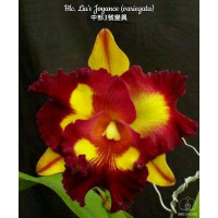 Blc. Lius Joyance