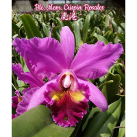 Blc. Memoria Crispin Rosales