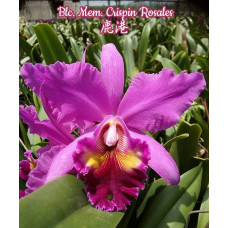 Blc. Memoria Crispin Rosales