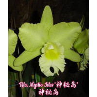 Blc. Mystic Isles
