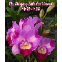 Blc. Shinfong Little Cat Harvest