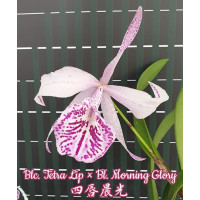 Blc. Tetra Lip × Bl. Morning Glory