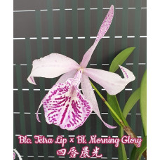 Blc. Tetra Lip × Bl. Morning Glory