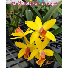 Blc. Waikiki Gold × L. Briegeri