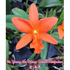Blc. Young-Min Orange Golden Satisfaction