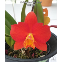C. Chief Gem Red Jewel