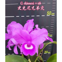C. Skinneri