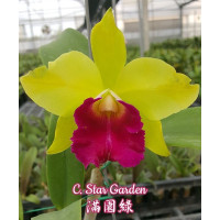 C. Star Garden
