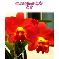 Ctt. Chief Jewel