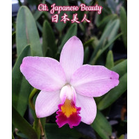Ctt. Japanese Beauty
