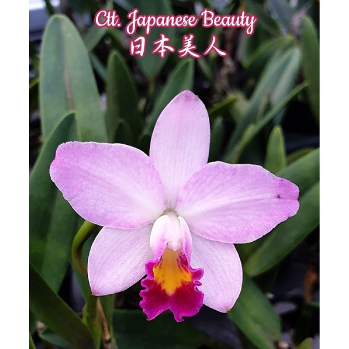 Каттлея (Japanese Beauty)