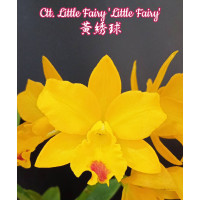 Ctt. Little Fairy Little Fairy