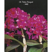 Ctt. Tristar Bouquet