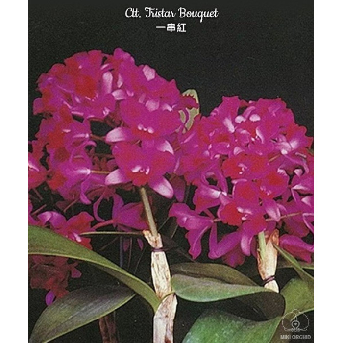 Каттлея (Tristar Bouquet)