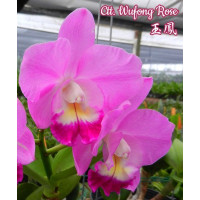 Ctt. Wufong Rose